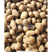 Купить картошку семенную оптом Днепропетровск фотография