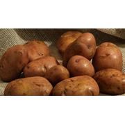 Картофель семенной купить картофель Серпанок фото