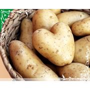 Картофель семенной экологически чистый фото