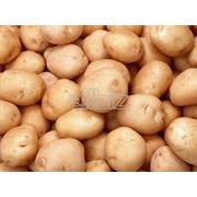 Картофель семенной Санте фото