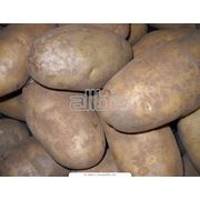 Картофель семенной фото