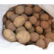 Картофель семенной продажа Полтава Украина фото