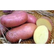 Картофель семенной в Украине Купить Стоимость
