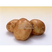 картофель семенной посадочный