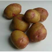 Картофель столовый сортовой