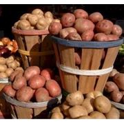 Картофель, картофель оптом, оптовая продажа картофеля, продажа картофеля в Украине, цена на картофель, оптовая цена картофеля, картофель от производителя.