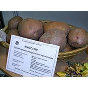 Картофель посадочныйКартофель посівний фото