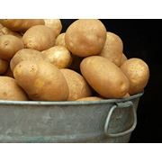 Картофель посадочный картофель кормовой картофель свежий картофель сортовой картофель свежие овощи овощи продукты питания плодоовощные культуры купить продам продажа экспорт Украина фото