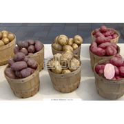 Купить картофель семенной оптом Днепродзержинск