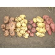 Картофель космос (Чернигов) купить картофель продажа картофеля картофель сортовой. фото