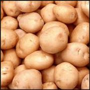 Картофель сортовой купить картофель оптом в Украине сорт Сантэ фото