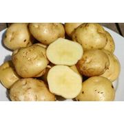 Картофель сорта лаура продажа опт Тернополь фото