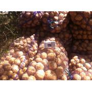Продам картофель в Крыму с поля от производителякупить картофель фото
