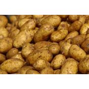 Картофель.На постоянной основе продаю картофель объемы огромные самовывоз или с доставкой наличный и безналичный расчет. Цена договорная.