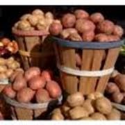 семенной картофель отличных сортов: невская санте фантазия. фото