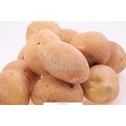 Картофель свежий оптом Эмма урожай 2012г. отличного качества цена от производителя