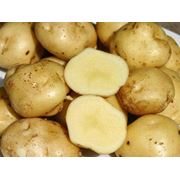 Продажа картофеля Киев Украина