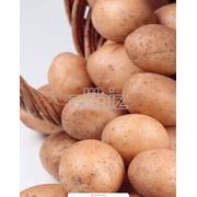 Картофель свежий оптом Бела роса урожай 2012г. отличного качества цена от производителя фото