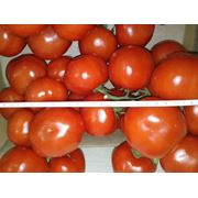 pomidor начнется с Ноября 2013