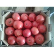 Томат розовый томат оптом купить томат помидоры оптом помидоры от производителя помидоры экспорт
