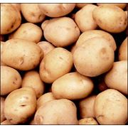 Картофель ранний картофель посадочный картофель кормовой картофель свежий картофель сортовой картофель свежие овощи овощи продукты питания плодоовощные культуры купить продам продажа экспорт Украина фото