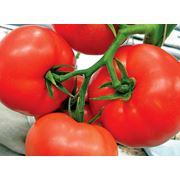 Помидоры купить томаты оптом в Украине фото