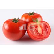 Херсонские помидоры фото
