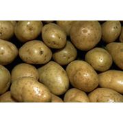 Картофель из Чернигова оптом фото