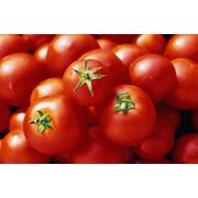 Помидоры продажа помидоров помидоры оптом купить помидоры помидоры недорого томаты продажа томатов в Украине. фотография