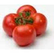 Помидоры томаты свежие продажа опт Украина фото