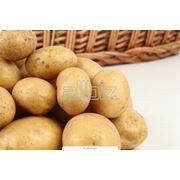 Картофель свежий урожая 2012 сорт Эмма отличного качества цена фотография