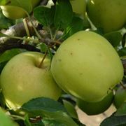 Яблоки крымские