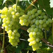 Виноград сорт Плевен