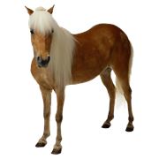 Косметика для лошадей KlavLav (шампунь крем бальзам) оптом