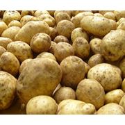 Картофель. Купить картофель. фото