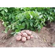 купить картофель Украина фотография