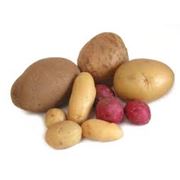 Продовольственный и семенной картофель высоких репродукций фото
