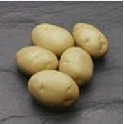 Картофель семенной Джаерла фотография