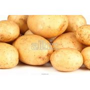 Картофель столовый сортовой фото