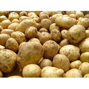 Картофель картофель купить Донецкая область