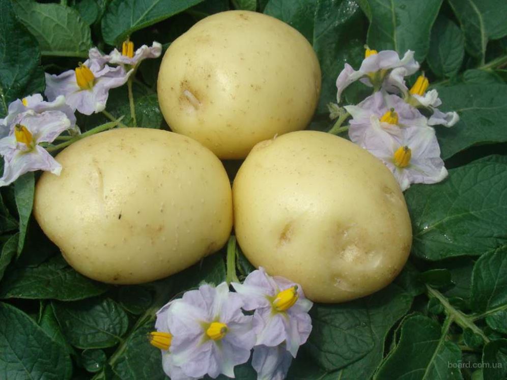 Меристемные Культуры Кисловодск Купить Картофель Официальный Сайт