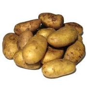 Картопля без ГМО фото
