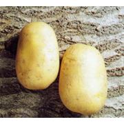 Продам картофель сорт “Агаве“ фото