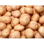 Продам картофель оптом в Запорожье. фотография