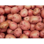 Картофель отборный картошка продовольственная Купить картошку продажа картошки картошка недорого у нас купить картошка от производителя.