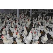 Цыплята подрощенные породы Адлерская серебристая купить цена фотт Украина фото