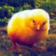 Цыплята породы “Адлерская серебристая“ фото