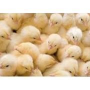 Цыплята суточные мясных яичных и мясояичных пород