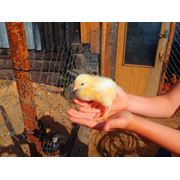 Купить цыплят бройлеров суточных в Одессе Николаеве Херсоне фотография