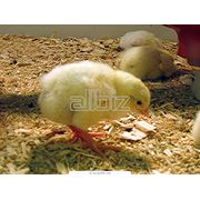 Цыплята Продажа цыплят цыплята купить украина цыплята купить Полтава купить цыплят в Полтаве фото